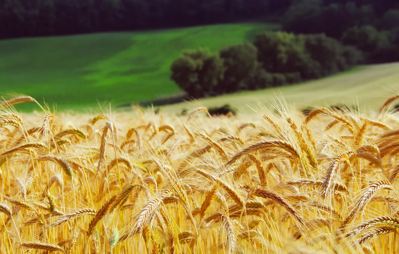 Photo wallpaper wheat, field, forest, grass, yellow, meadow, ears