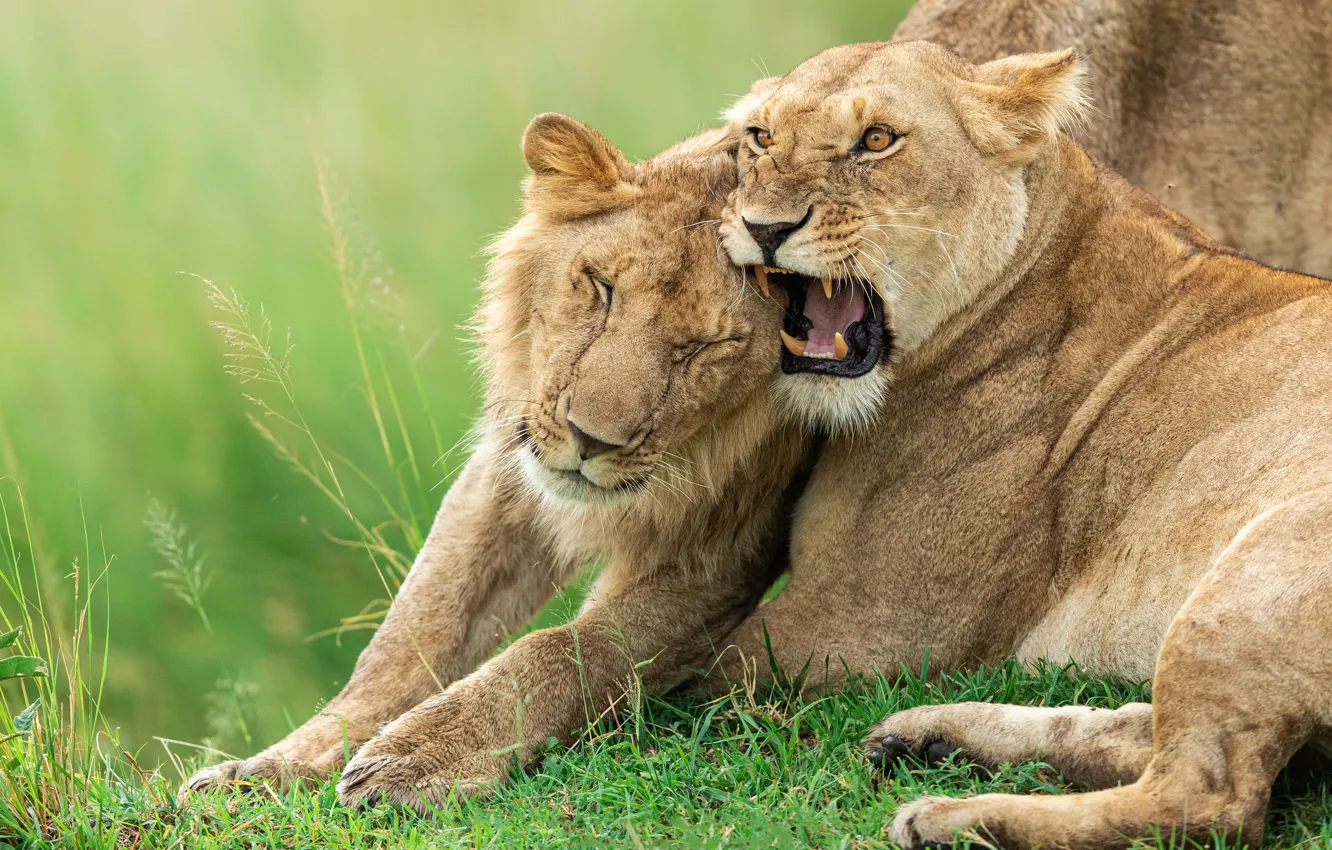 Photo wallpaper pose, Leo, mouth, pair, grin, lions, lioness, relationship