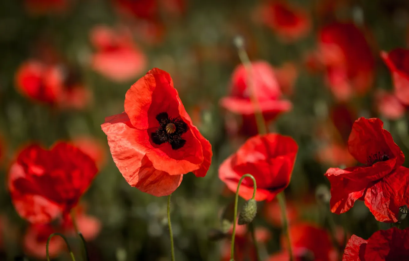 Photo wallpaper field, Maki, petals, meadow