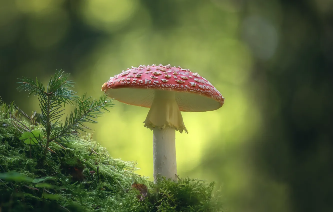 Photo wallpaper mushrooms, moss, mushroom, bokeh, poisonous