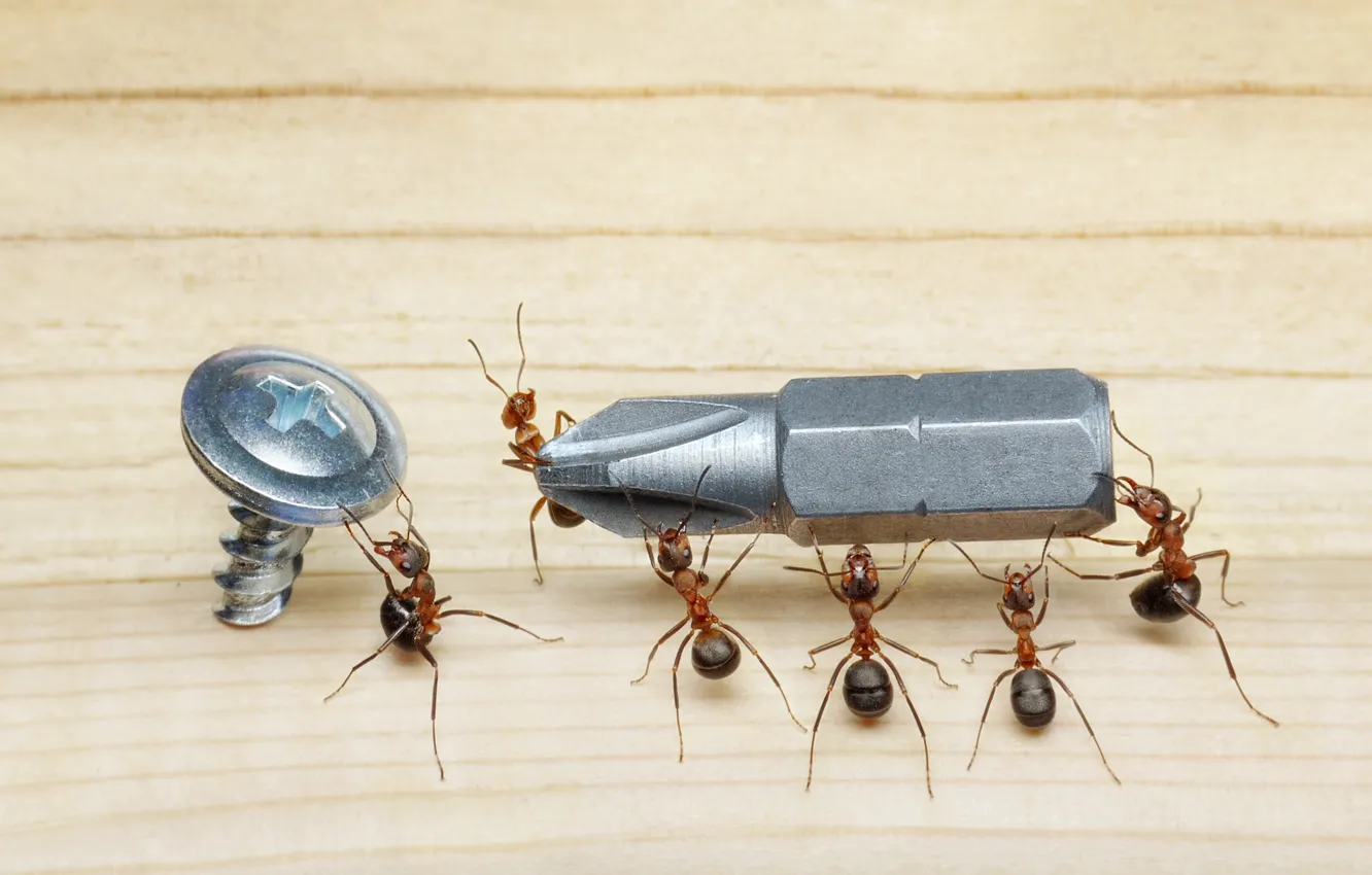 Photo wallpaper macro, insects, the situation, ants, floor, screwdriver, screw, Wallpaper from lolita777
