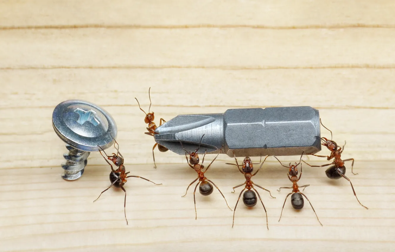 Photo wallpaper macro, the situation, ants, floor, insect, screwdriver, screws, Wallpaper from lolita777