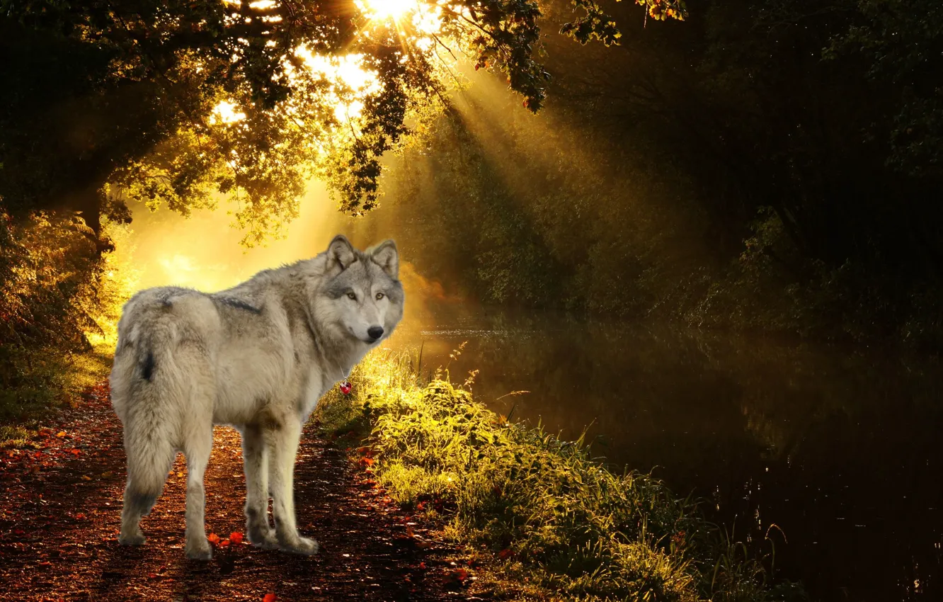 Photo wallpaper Predator, nature, animal, wolf, wildlife, portrait., Canis lupus.dark wood