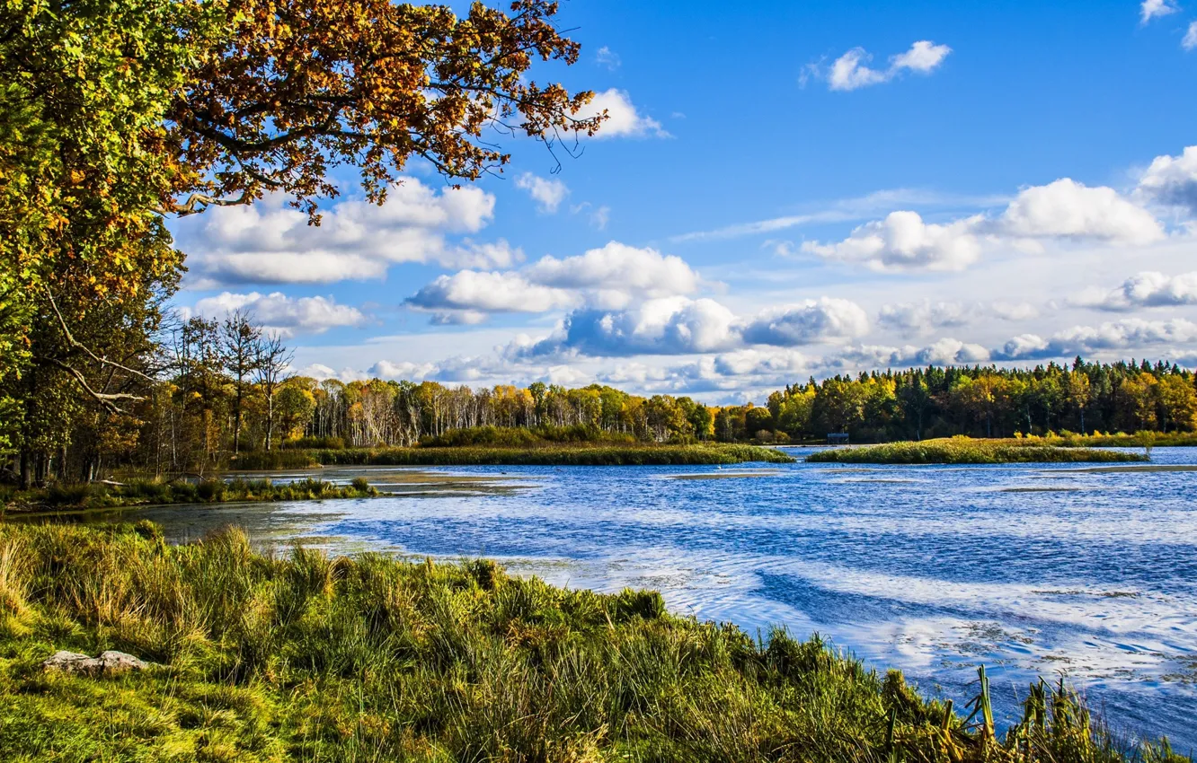 Photo wallpaper autumn, forest, the sky, grass, leaves, clouds, trees, river
