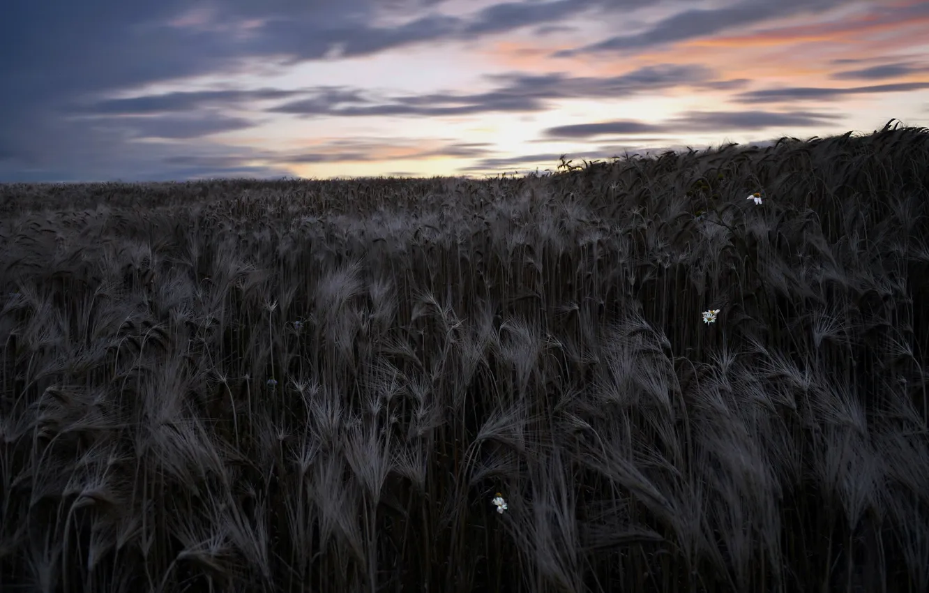 Photo wallpaper field, the sky, landscape, night, nature, ears