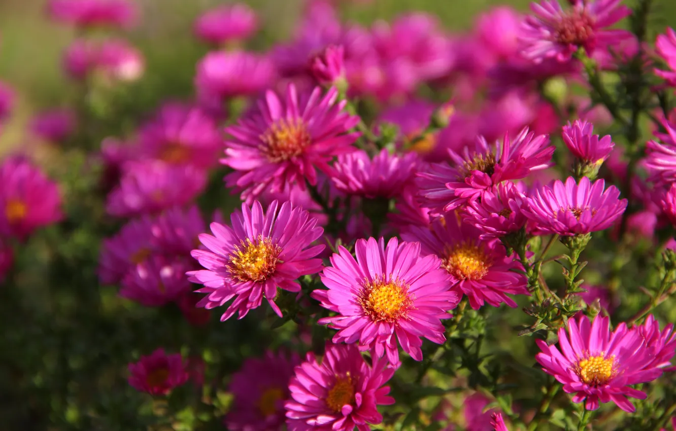 Photo wallpaper autumn, flowers, October, morning, garden, Oktyabrisky, Sept .
