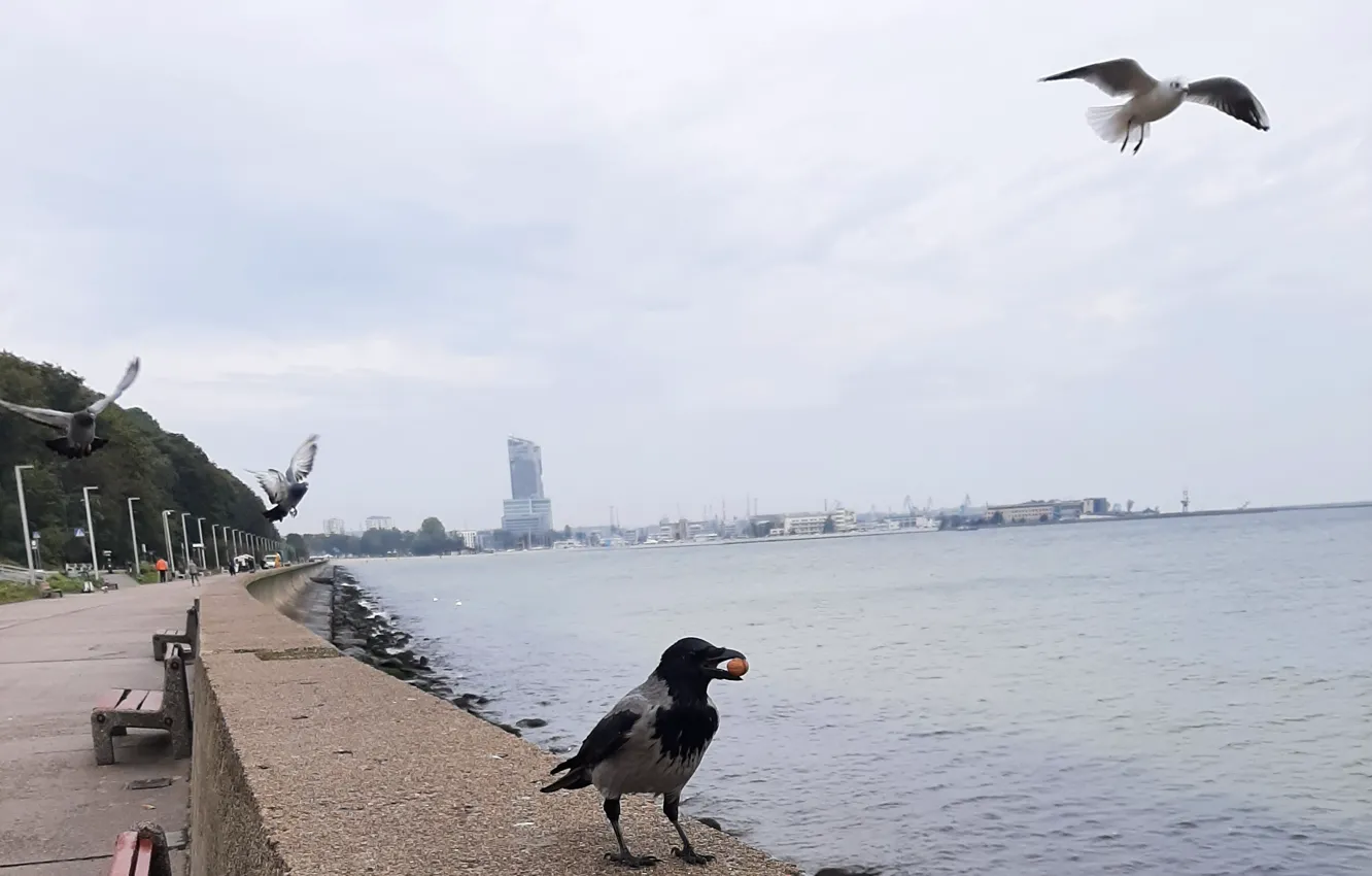 Photo wallpaper Sea, Bulwar, birds