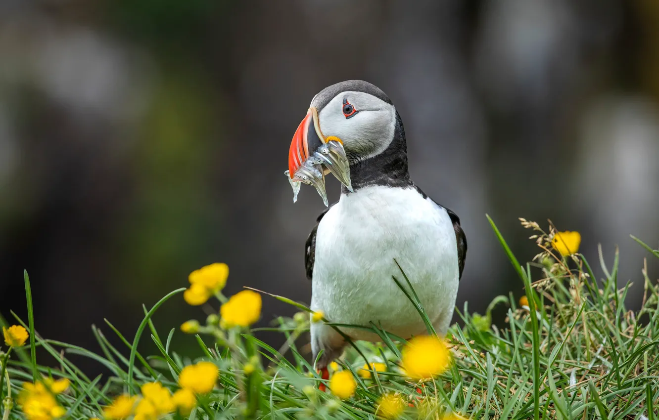 Photo wallpaper flowers, bird, fish, stalled, mining