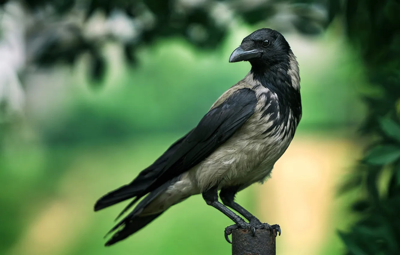 Photo wallpaper leaves, trees, bird, posts, track, crows