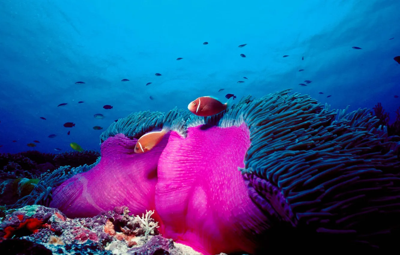 Photo wallpaper sea, the ocean, fish, anemone, pink clown