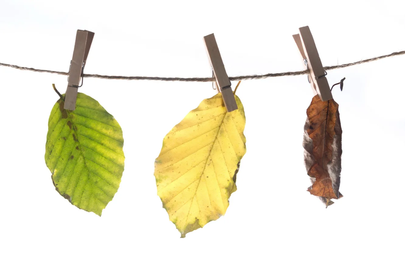 Photo wallpaper leaves, clothespins, cord