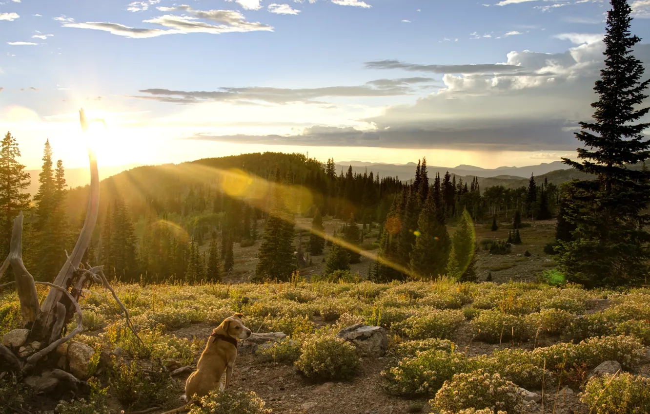 Photo wallpaper nature, each, dog