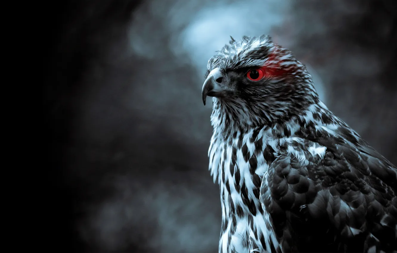 Photo wallpaper bird, predator, texture, the dark background