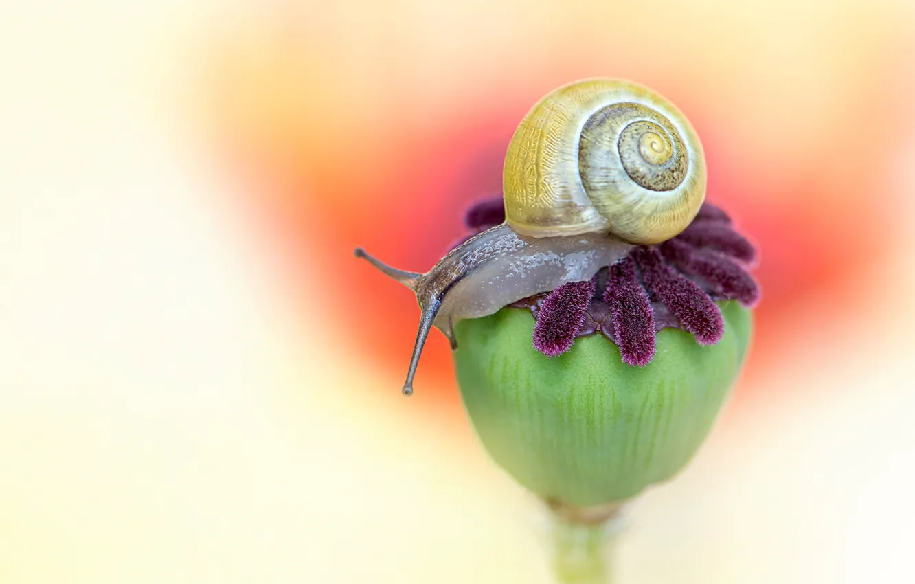 Photo wallpaper macro, background, Mac, snail, seed box