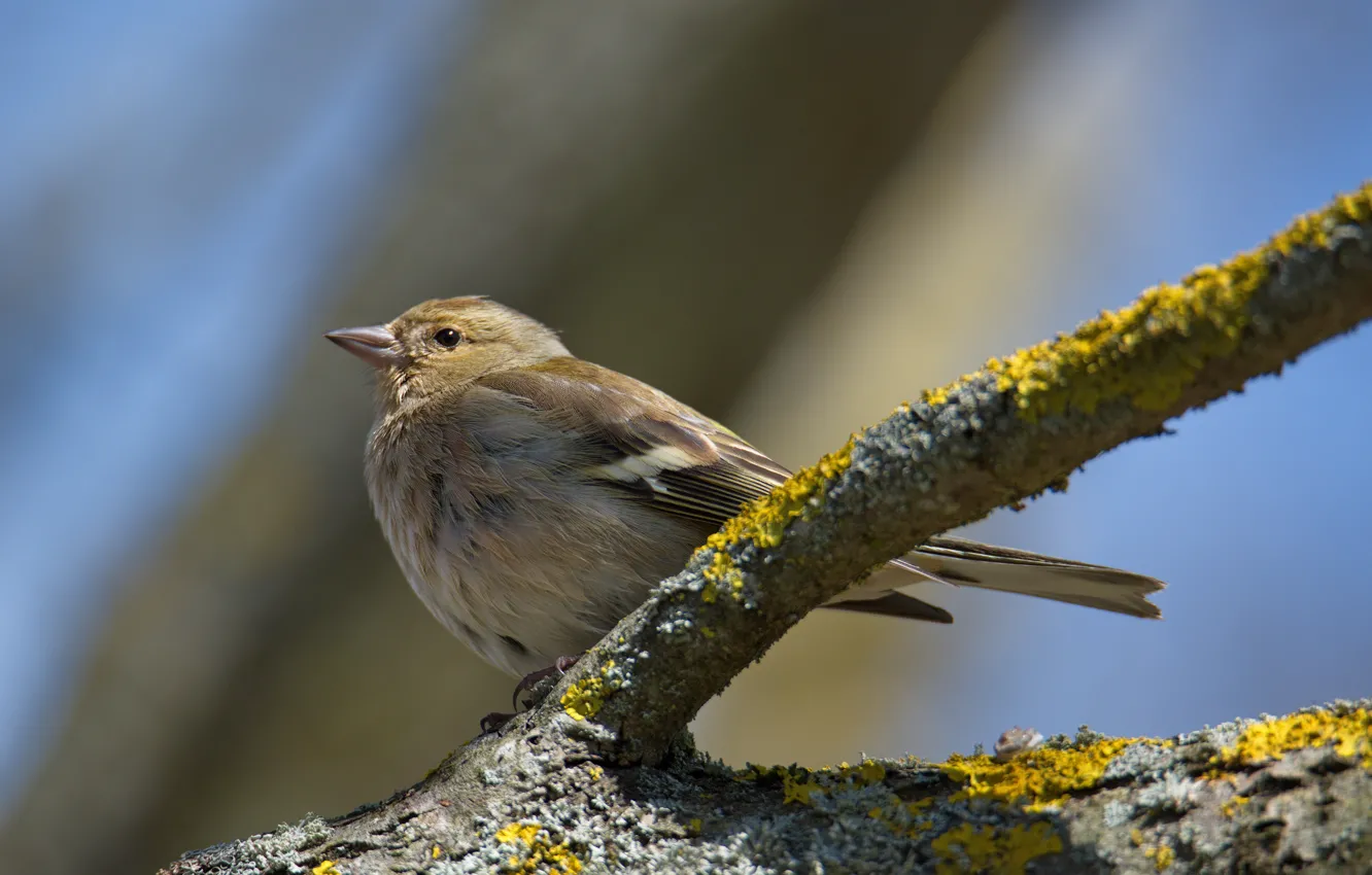 Photo wallpaper branches, bird, Chaffinch, female