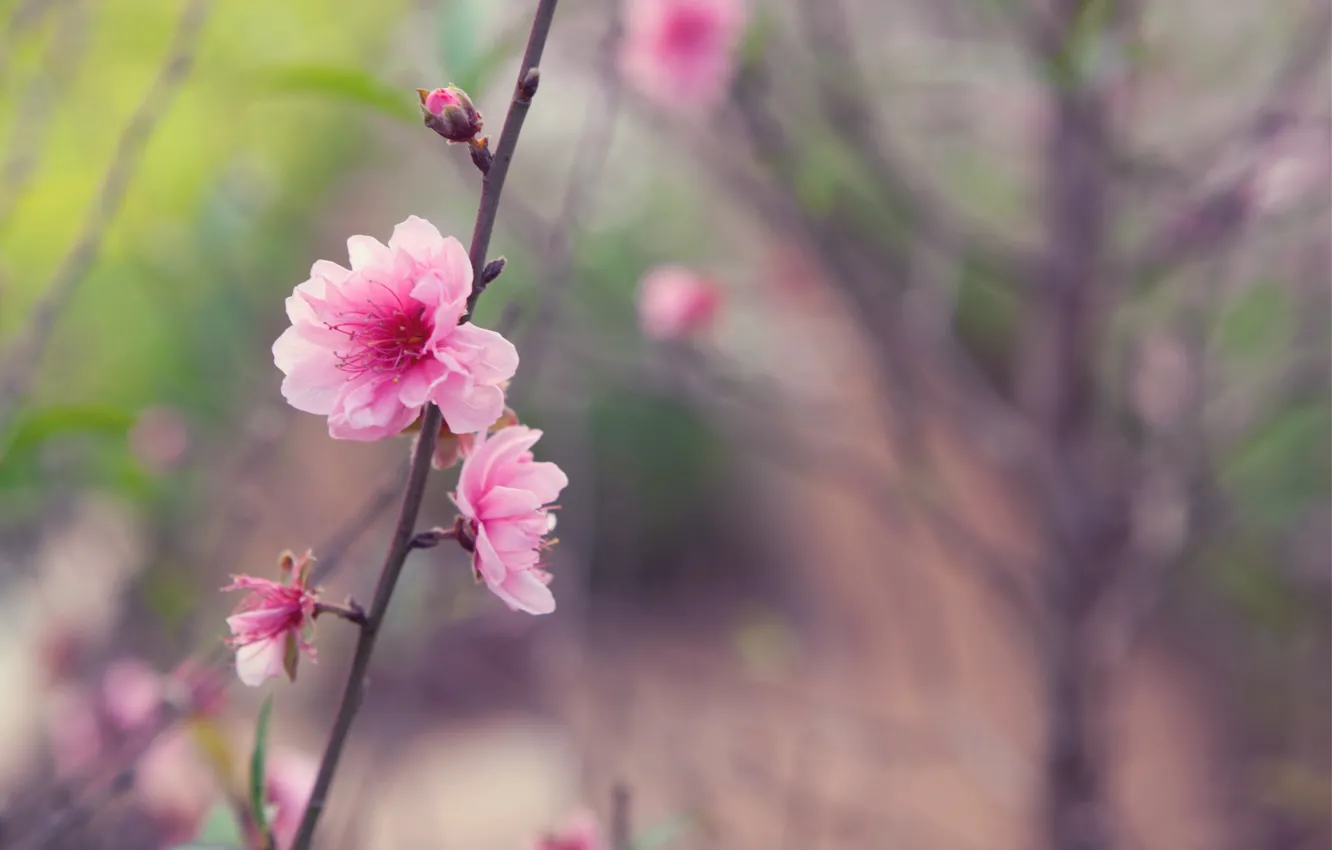 Photo wallpaper flower, macro, sprig, tree, pink, tenderness, focus, spring