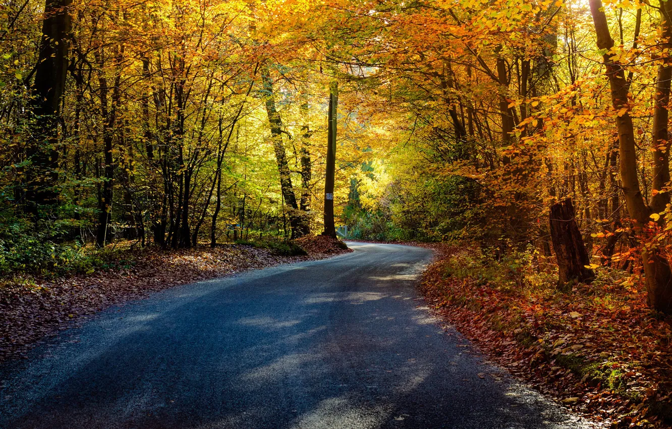 Photo wallpaper road, trees, autumn, leaves, autumn colors, shadows, sunlight, countryside