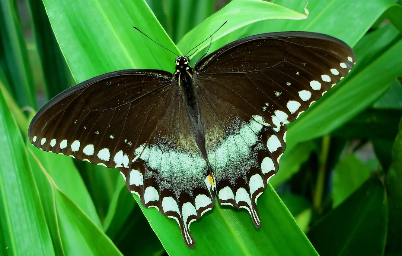 Photo wallpaper tropics, butterfly, foliage, sailboat