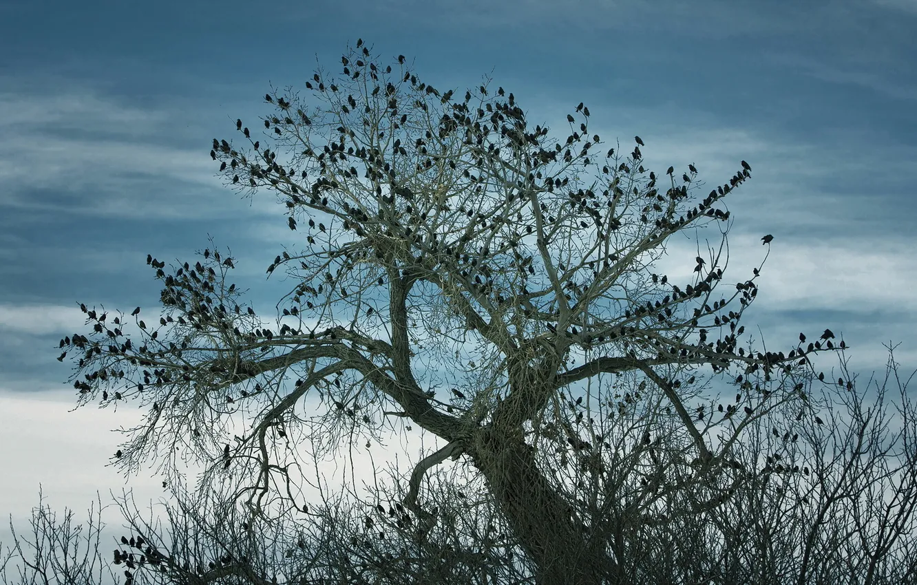 Photo wallpaper birds, nature, tree