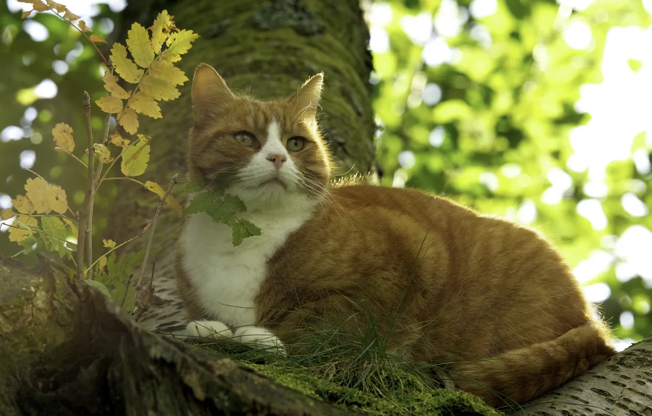Photo wallpaper cat, nature, background