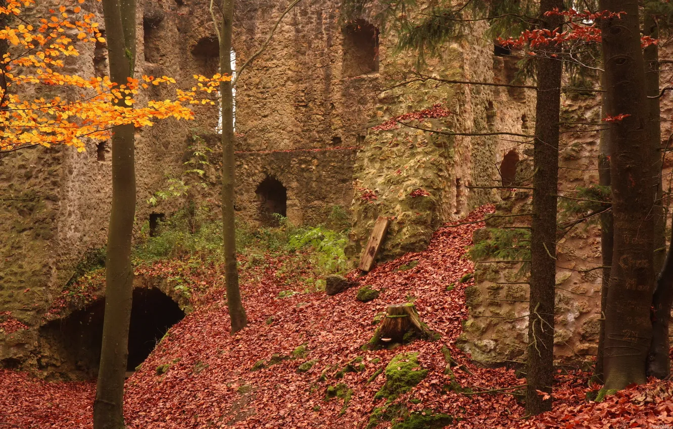 Photo wallpaper autumn, forest, ruins