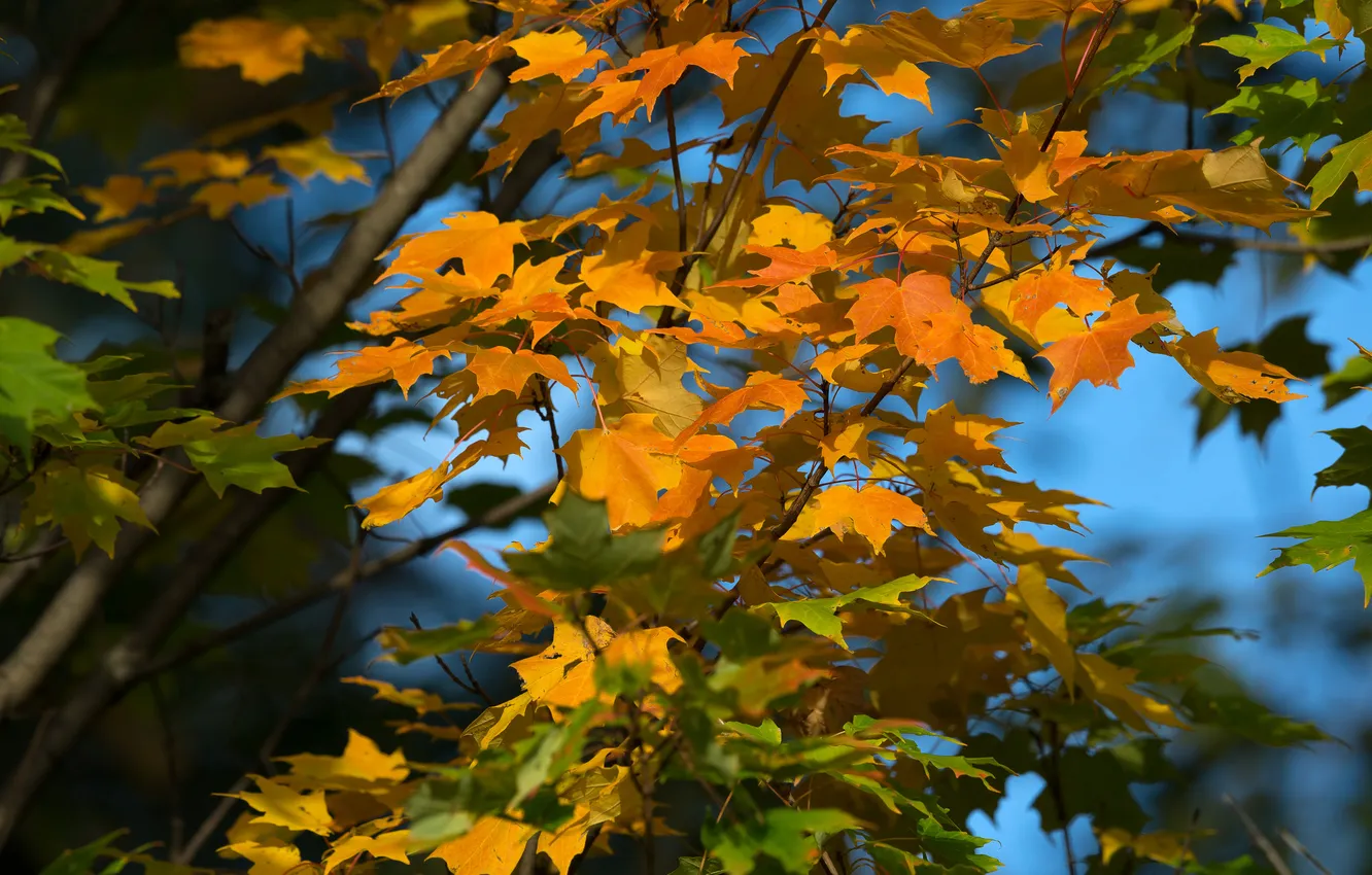 Photo wallpaper autumn, the sky, leaves, tree
