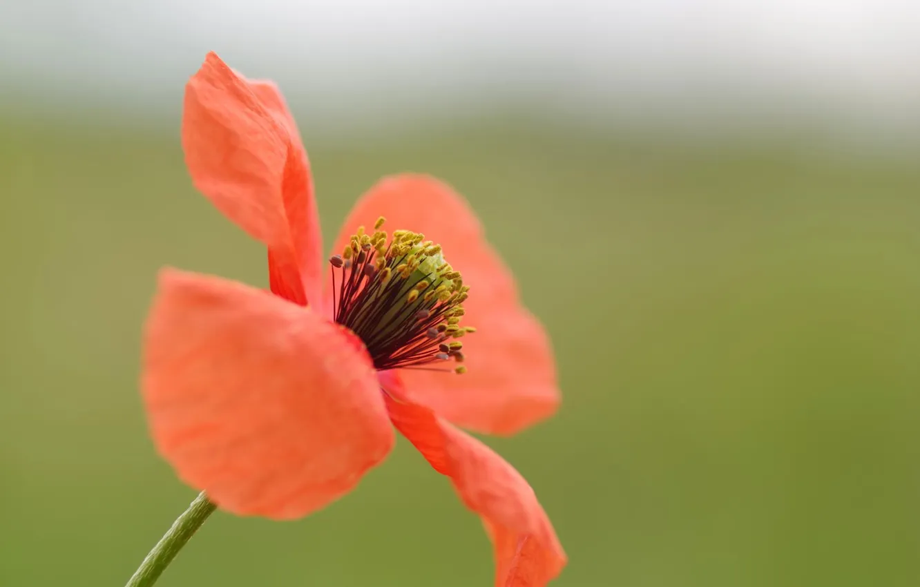 Photo wallpaper red, background, Mac