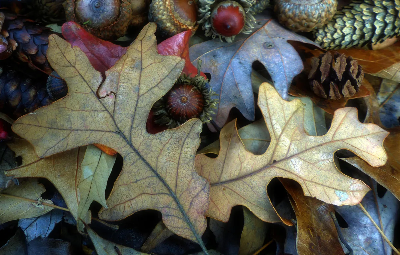 Photo wallpaper autumn, leaves, fruit, nuts, bumps, acorns
