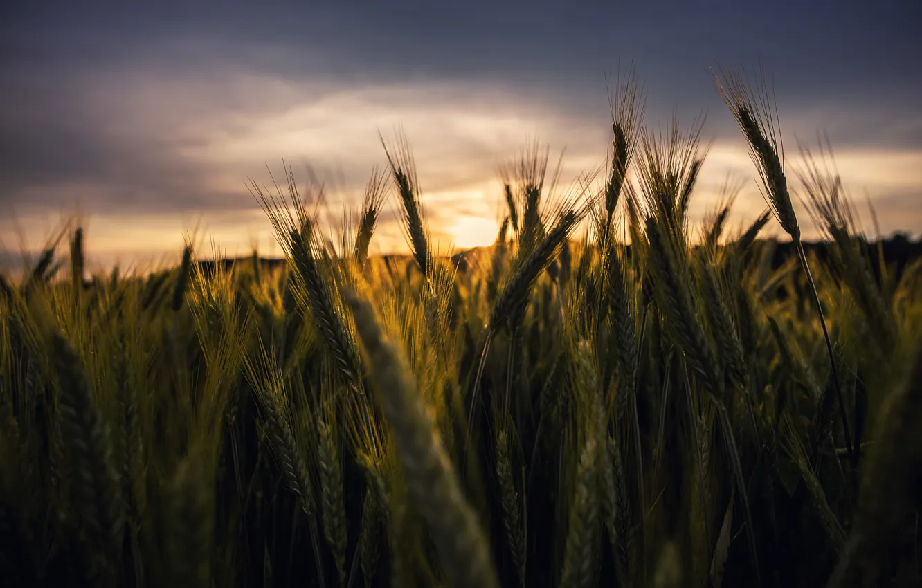 Photo wallpaper wheat, field, sunset, stem, wheat field, gray clouds, corn on the cob
