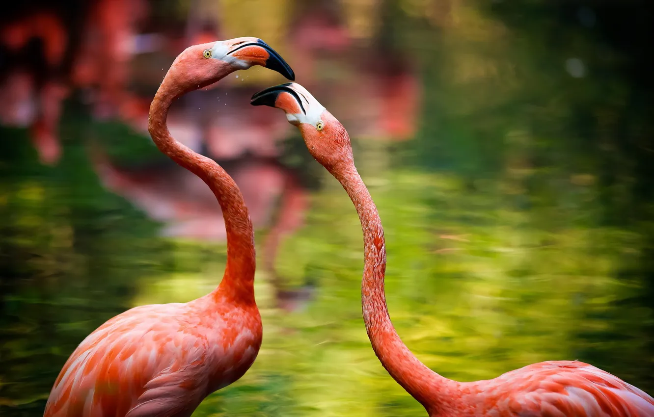 Photo wallpaper nature, bird, Flamingo
