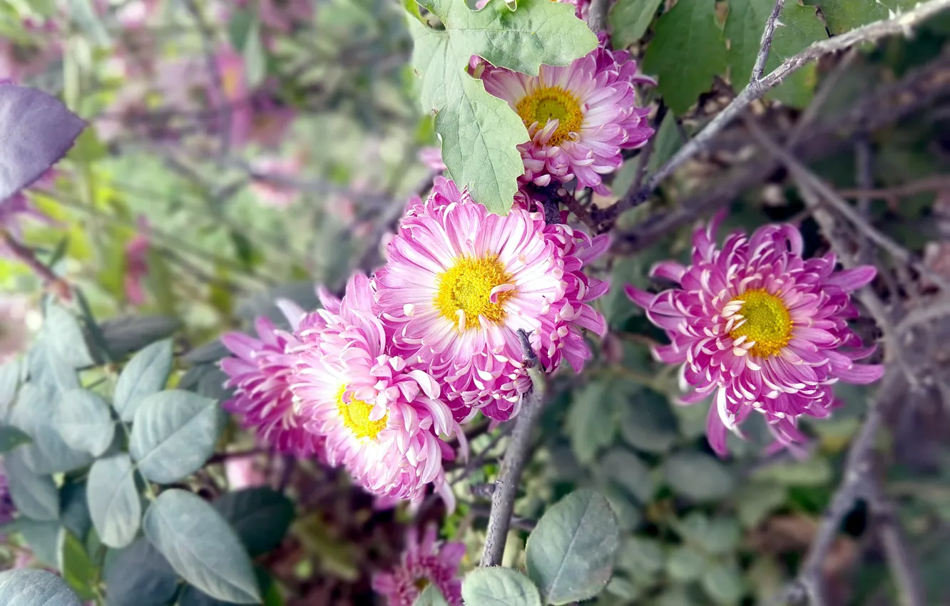 Photo wallpaper flower, pink, flowers