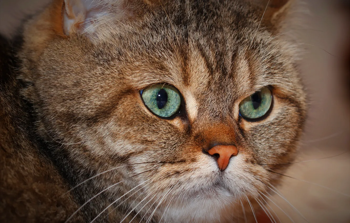 Photo wallpaper cat, cat, look, face, close-up, grey, portrait, lies
