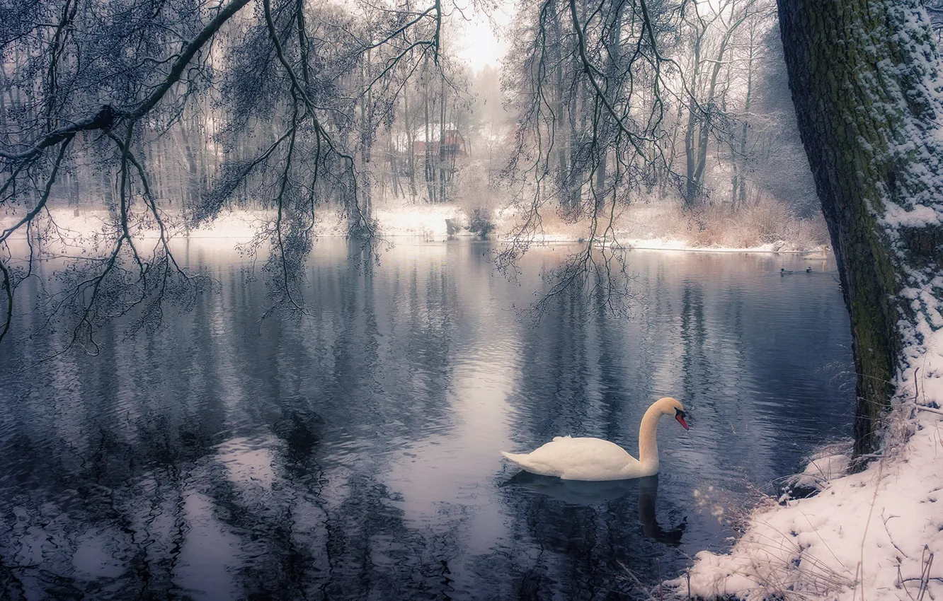 Photo wallpaper winter, branches, lake, Park, tree, bird, Swan