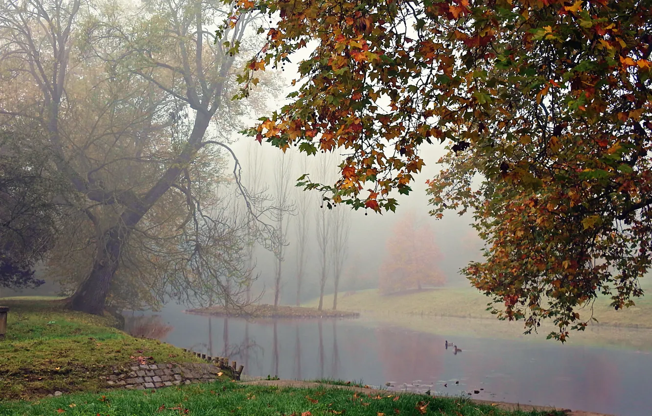 Photo wallpaper autumn, fog, lake, duck, falling leaves, trees, autumn, leaves