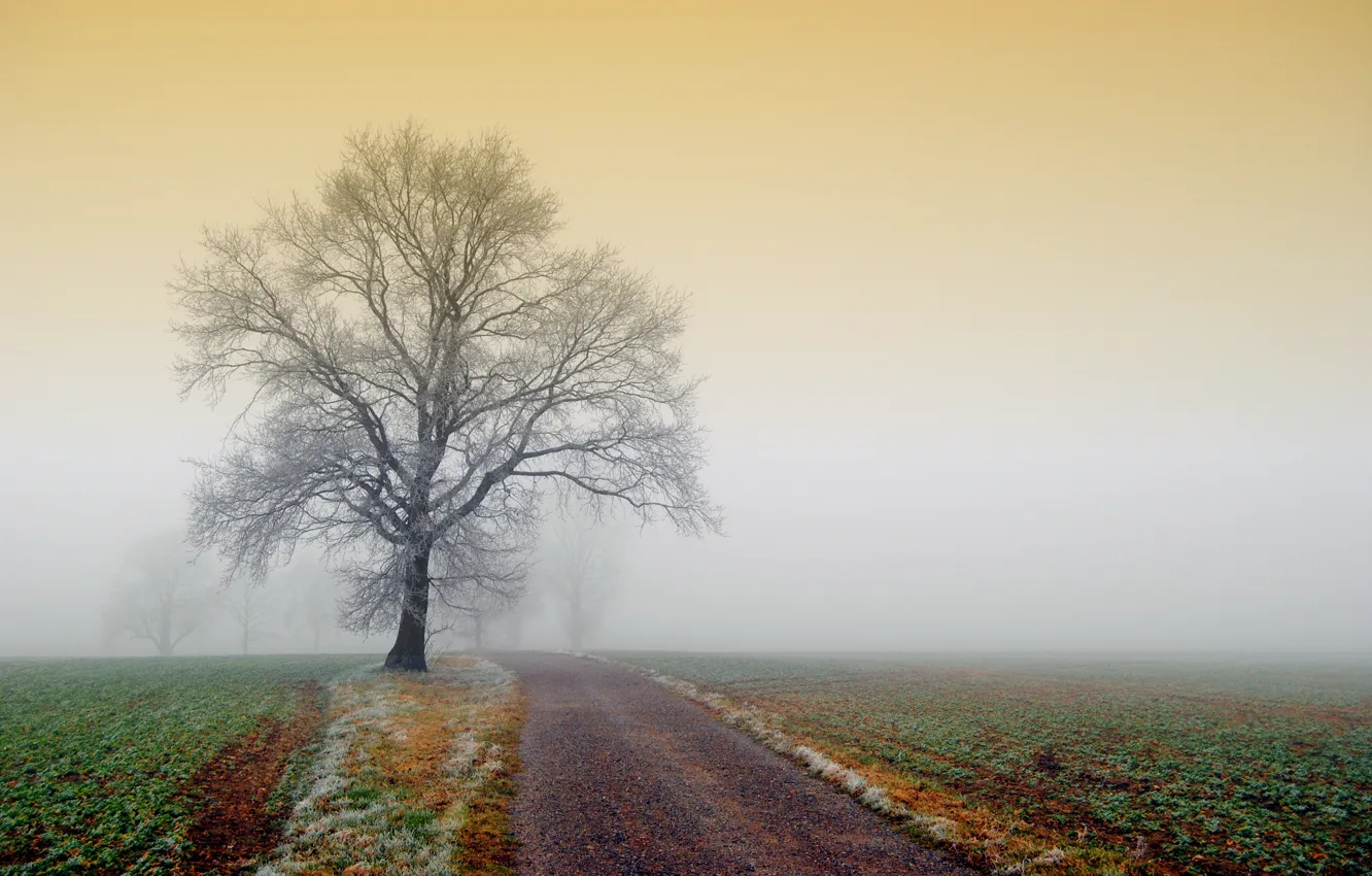Photo wallpaper frost, road, field, nature, fog, tree