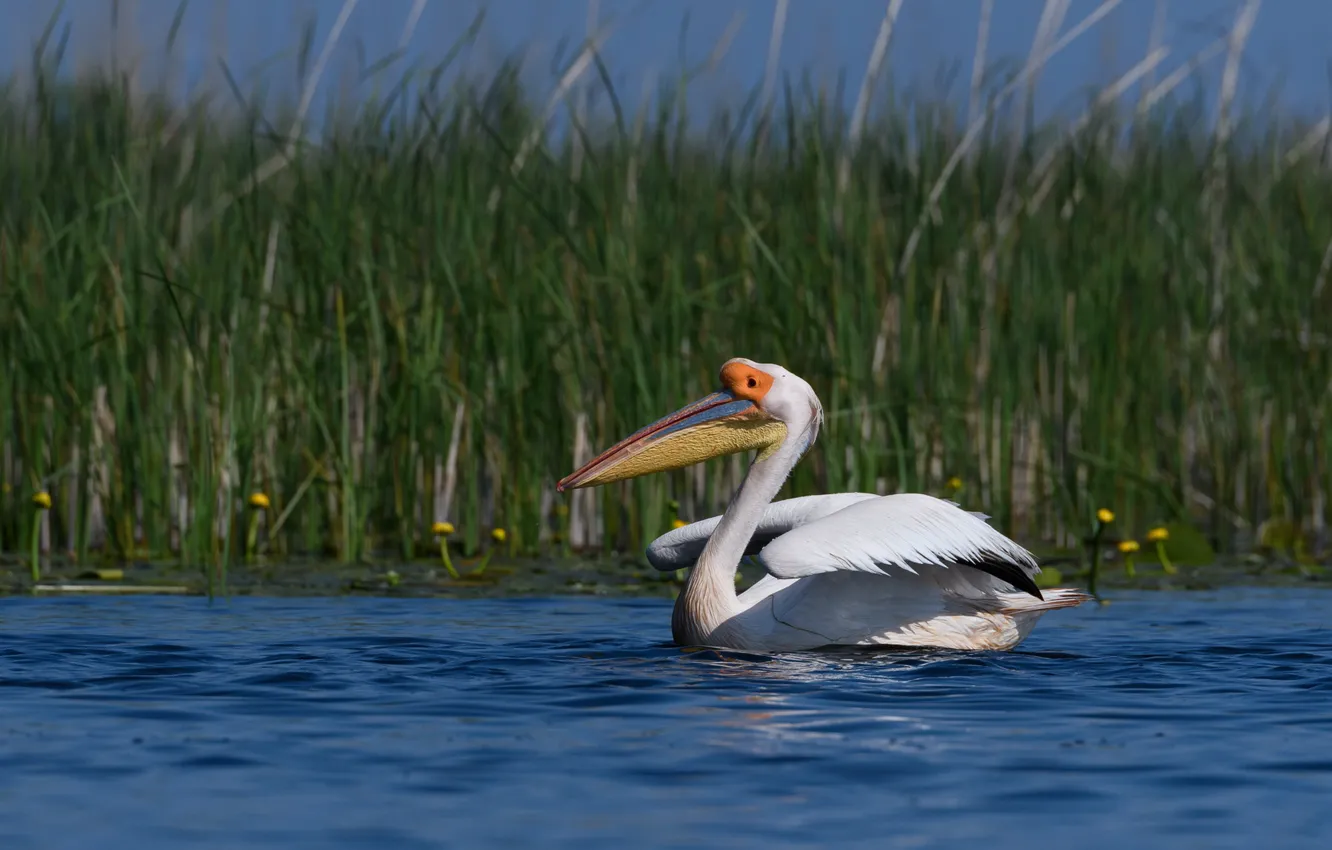 Photo wallpaper grass, bird, shore, pond, swimming, Pelican