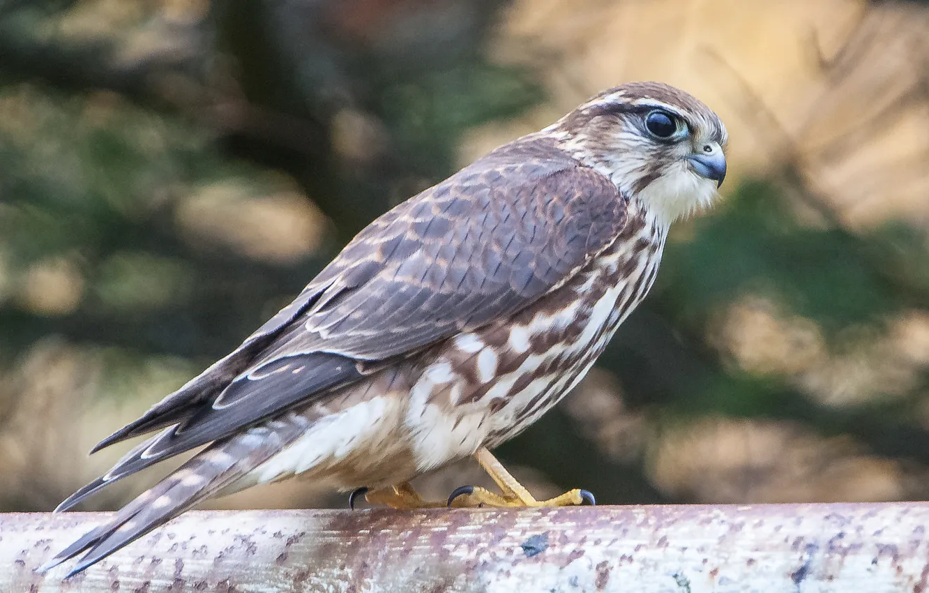 Photo wallpaper look, bird, predator, Falcon, profile