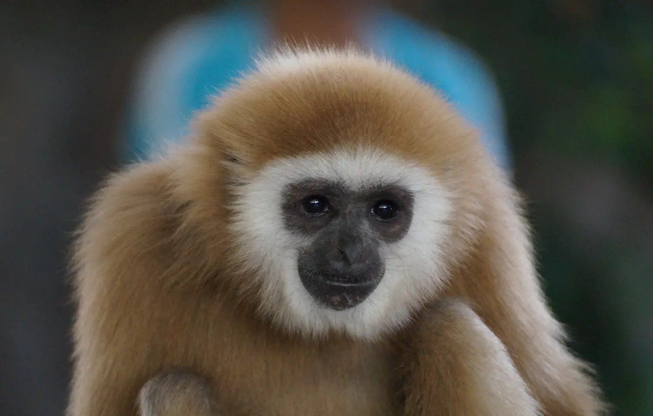 Photo wallpaper monkey, Thailand, Cambodia