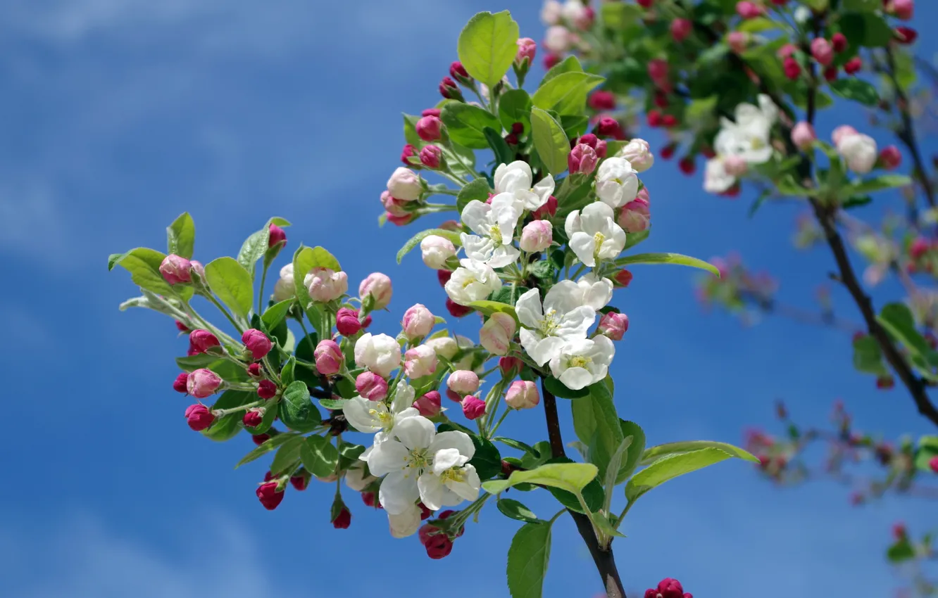 Photo wallpaper trees, branch, spring, Apple-blossom