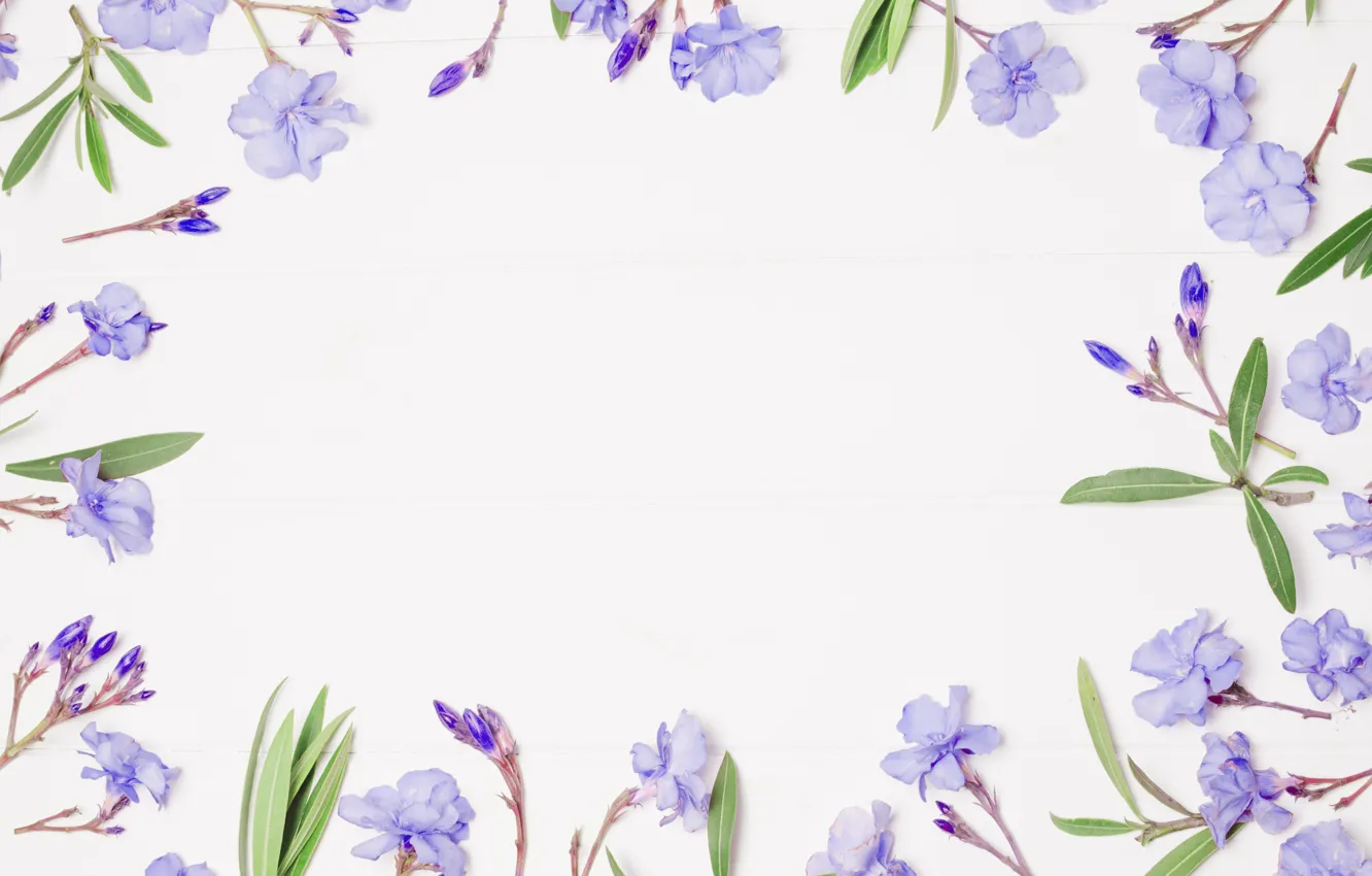 Photo wallpaper purple, flowers, background, frame, flowers, violet, frame, floral