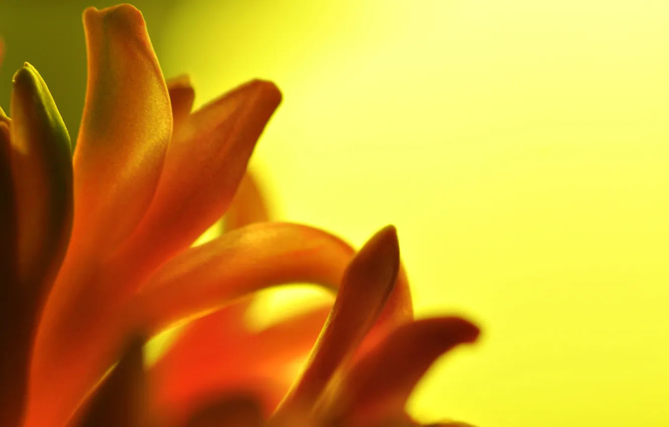 Photo wallpaper macro, flowers, orange, hyacinths
