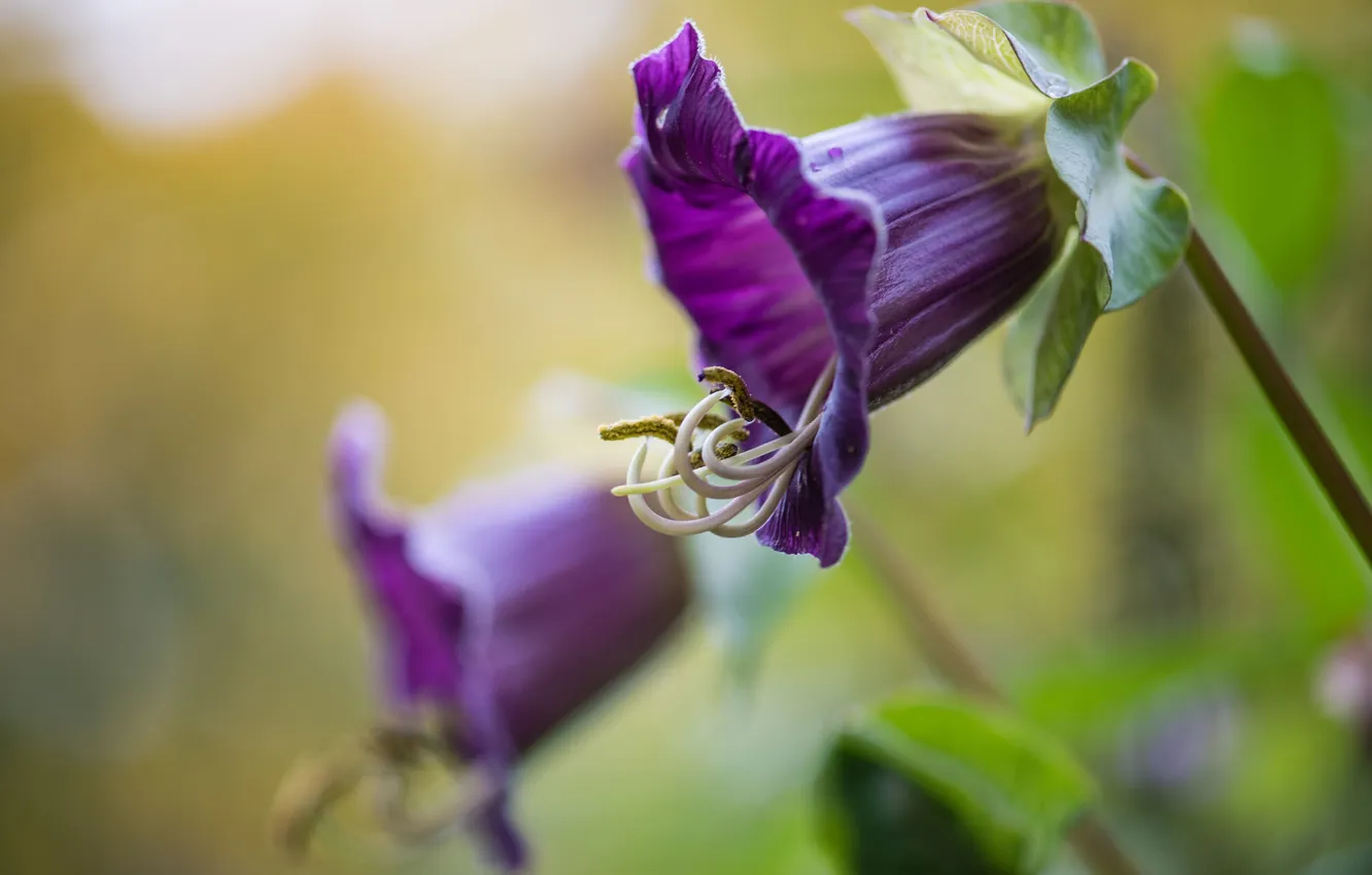 Photo wallpaper flowers, nature, background