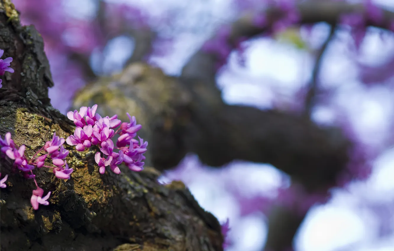 Photo wallpaper trees, flowers, glare, blur, flowering