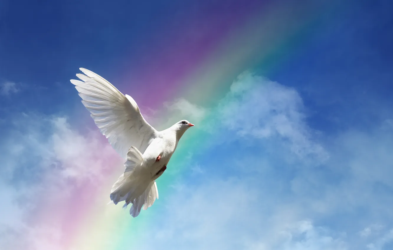 Photo wallpaper the sky, bird, the world, rainbow, white, peace, sky, dove