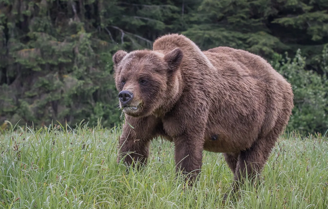 Photo wallpaper nature, Bear, Grizzly