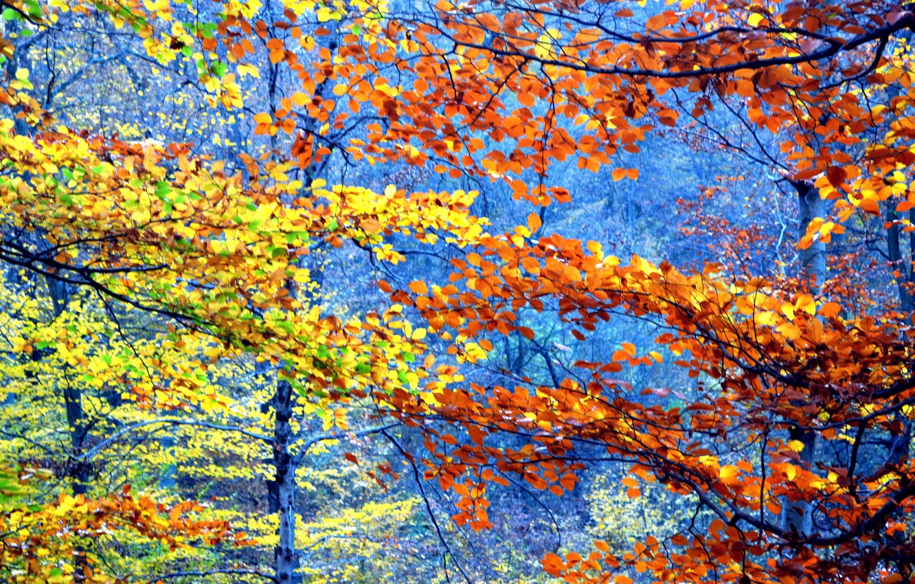 Photo wallpaper autumn, forest, leaves, trees