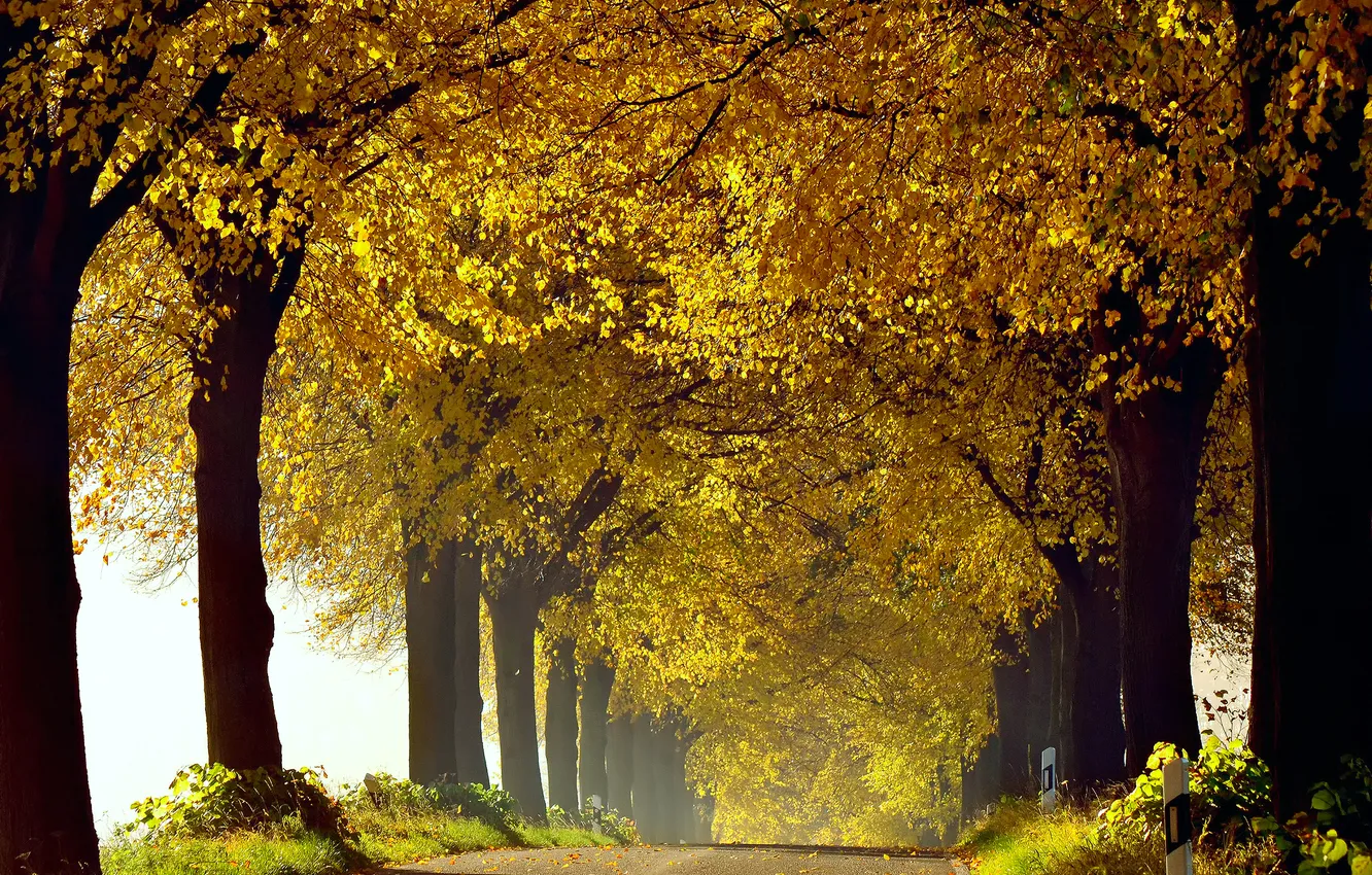 Photo wallpaper road, autumn, grass, trees, nature, foliage, October