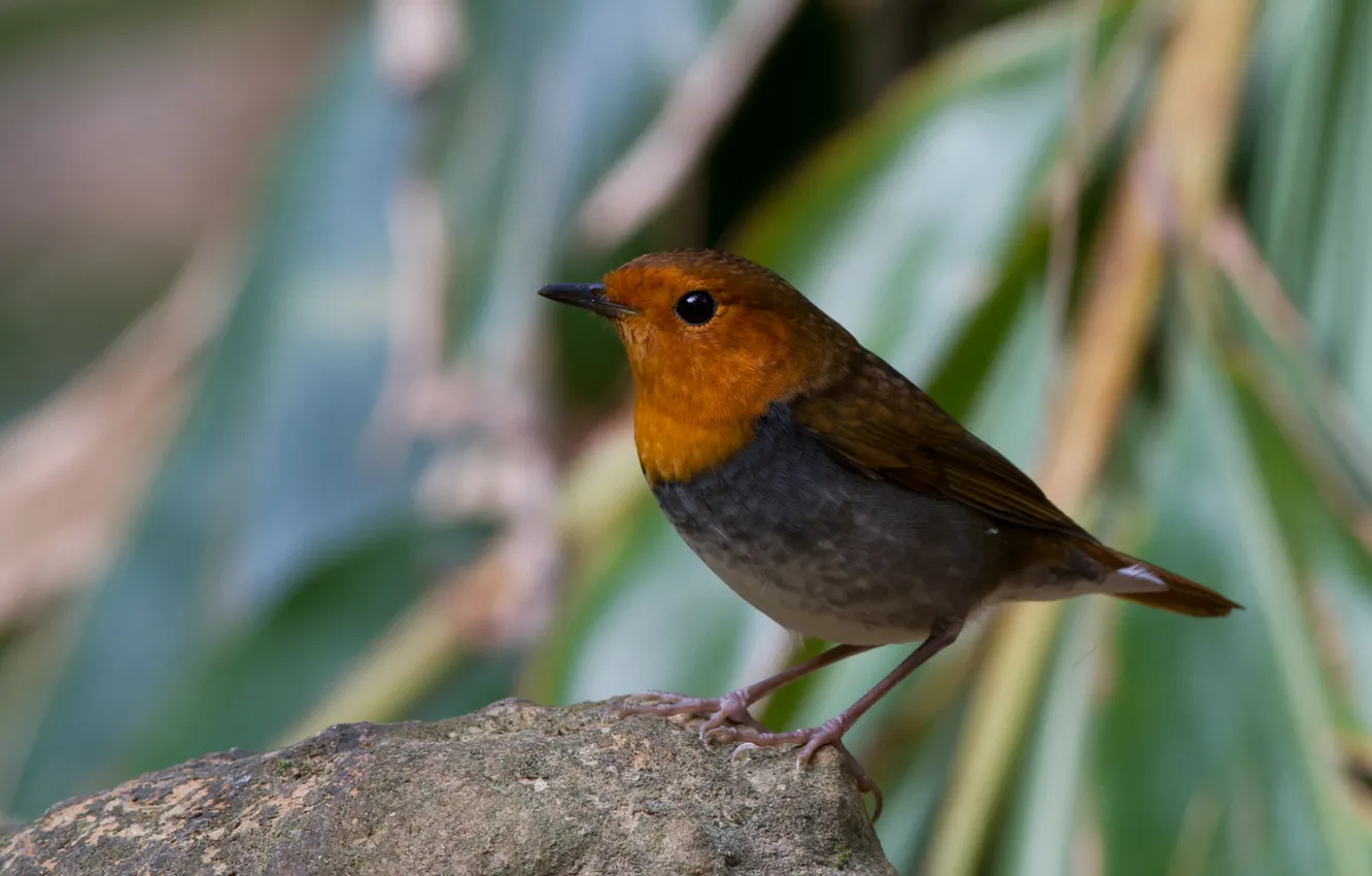 Photo wallpaper greens, stones, bird, tail