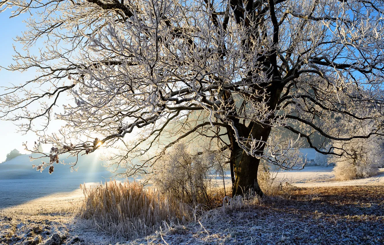 Photo wallpaper frost, light, nature, tree, morning