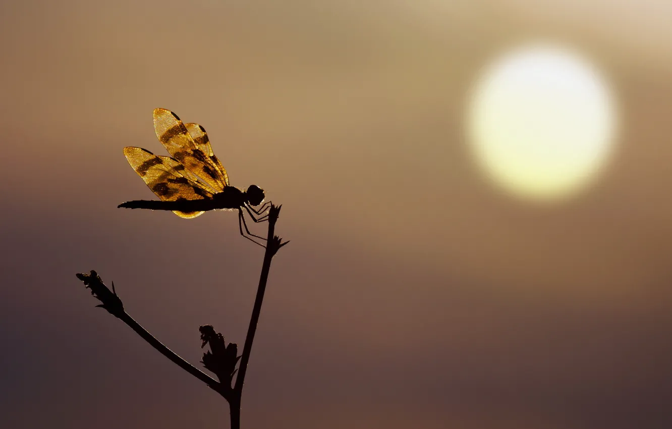 Photo wallpaper sunset, silhouette, Dragonfly